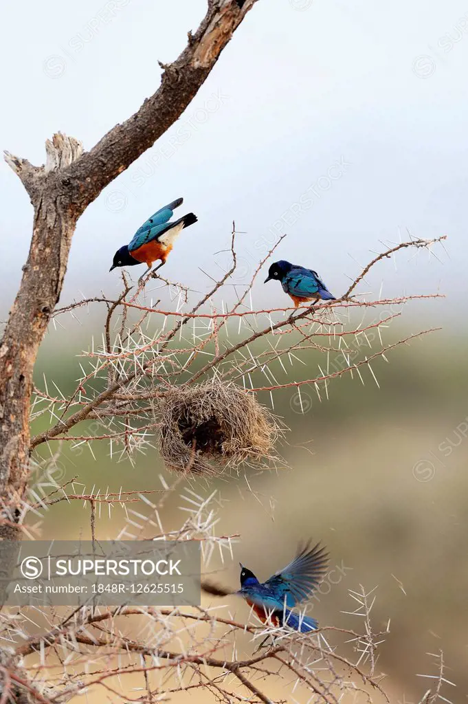 Three Superb Starlings (Lamprotornis superbus) looting the nest of a weaver, Samburu National Reserve, Kenya