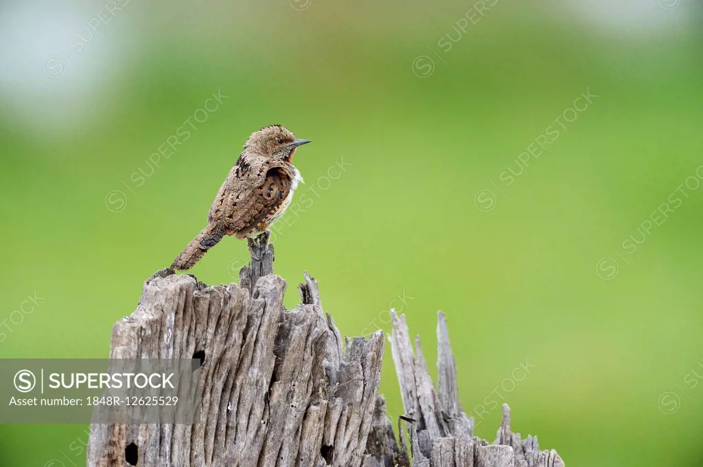 Red-throated wryneck (Jynx ruficollis), perched on stump, Sweetwaters Game Reserve, Kenya
