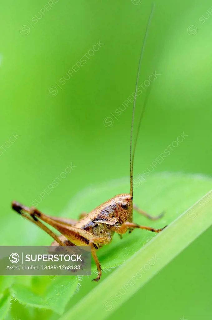 Dark Bush-cricket (Pholidoptera griseoaptera), North Rhine-Westphalia, Germany