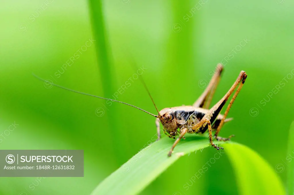 Dark Bush-cricket (Pholidoptera griseoaptera), North Rhine-Westphalia, Germany