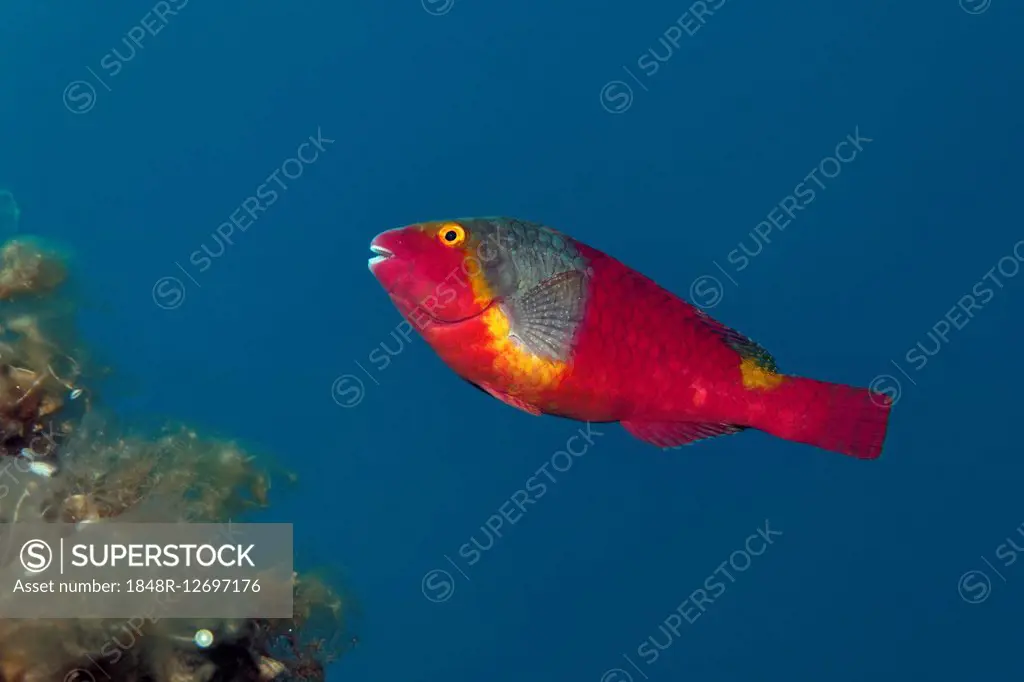 Mediterranean Parrotfish (Sparisoma cretense), Corfu, Ionian Islands, Greece