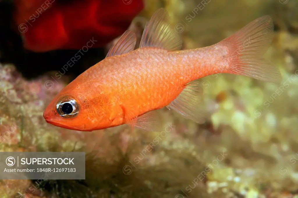 Cardinalfish (Apogon imperbis), Corfu, Ionian Islands, Greece