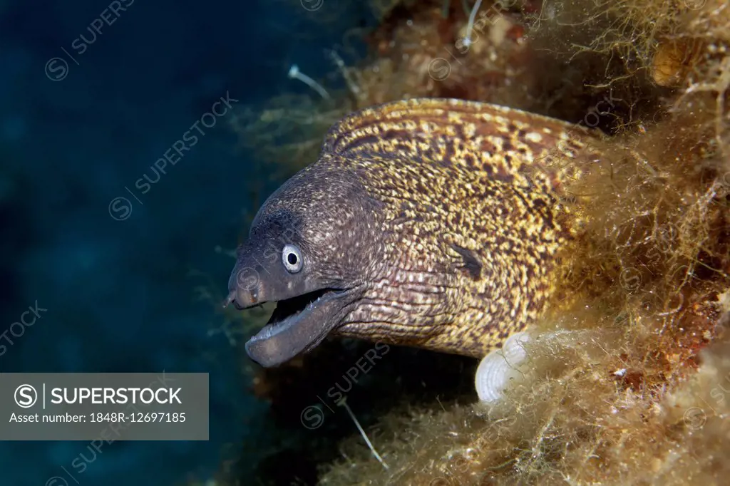 Mediterranean moray (Muraena helena), Corfu, Ionian Islands, Greece