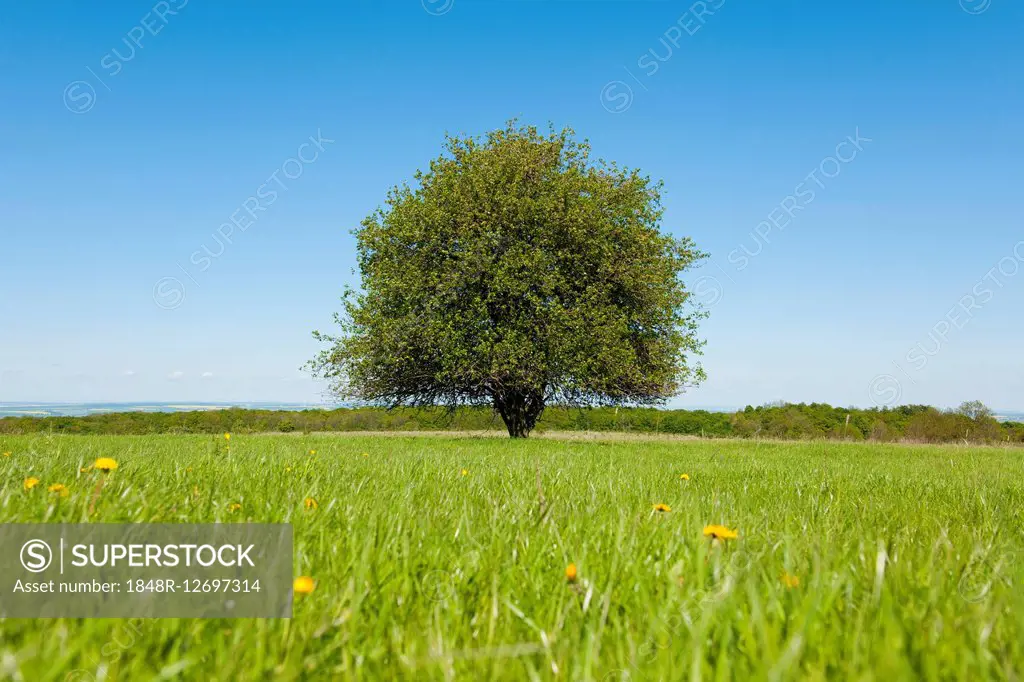 Solitary Pear tree (Pyrus communis) in a meadow, Thuringia, Germany