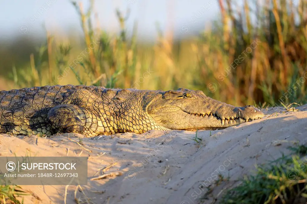 Nile Crocodile (Crocodylus niloticus), sunbathing, in the evening light, on sandbank, Lower Zambezi National Park, Zambia