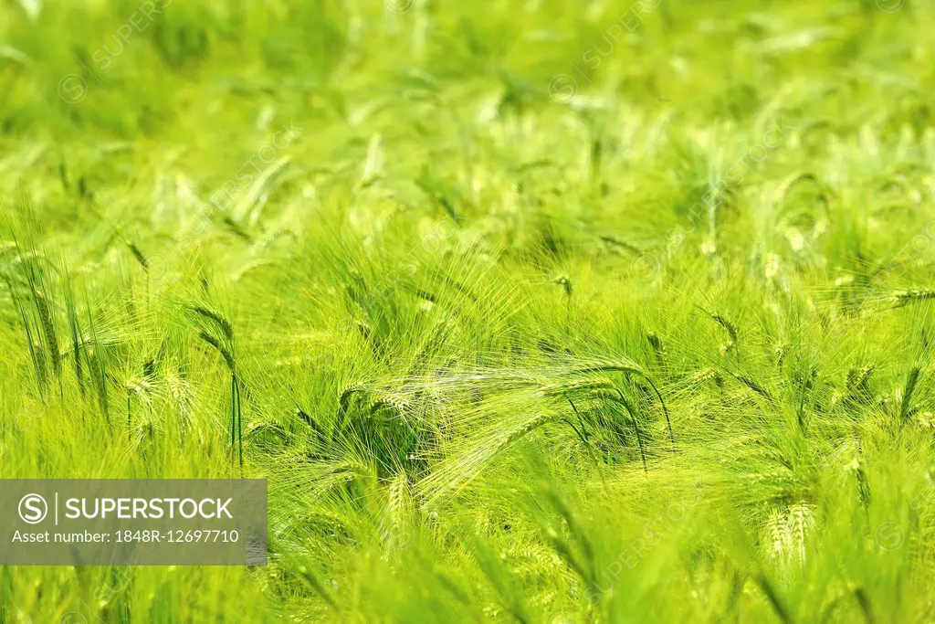 Wheat field with green ears, Canton of Aargau, Switzerland