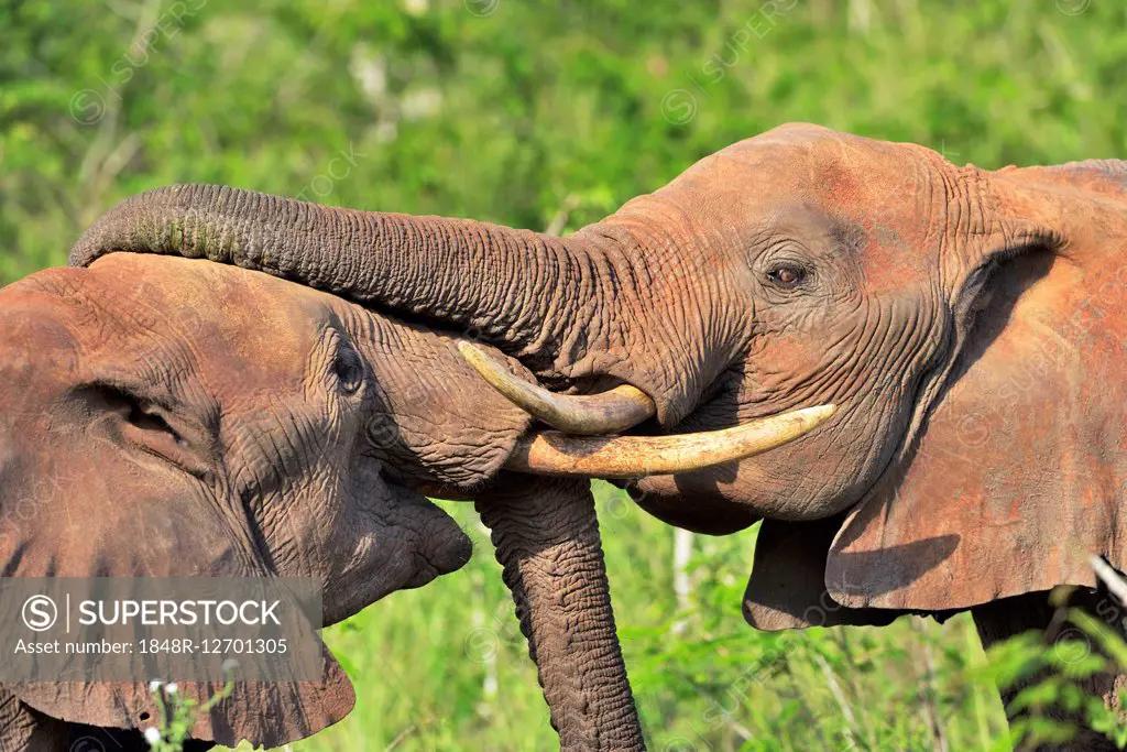 Fighting African Elephant bulls (Loxodonta africana), Tsavo West, Kenya