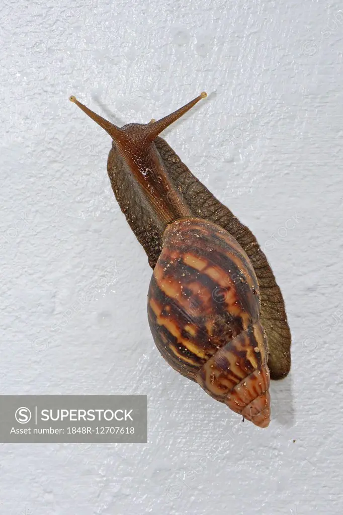 Giant East African Snail (Achatina immaculata), Praslin Island, Seychelles