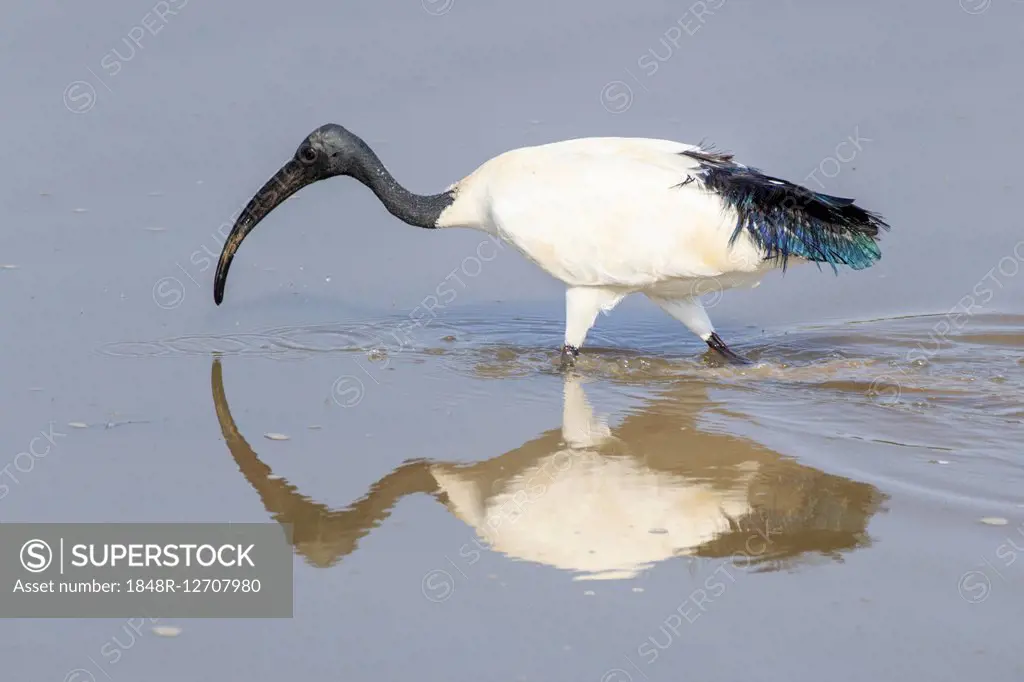 African sacred ibis (Threskiornis aethiopicus), foraging in the water, South Luangwa National Park, Zambia