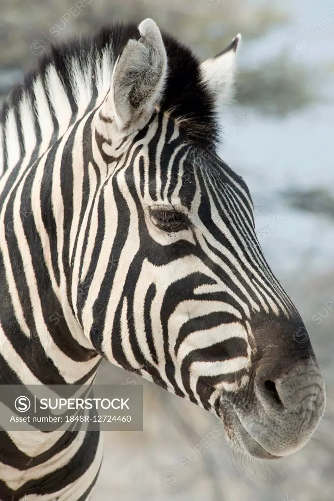 Plains zebra (Equus burchelli), portrait, Etosha National Park, Namibia