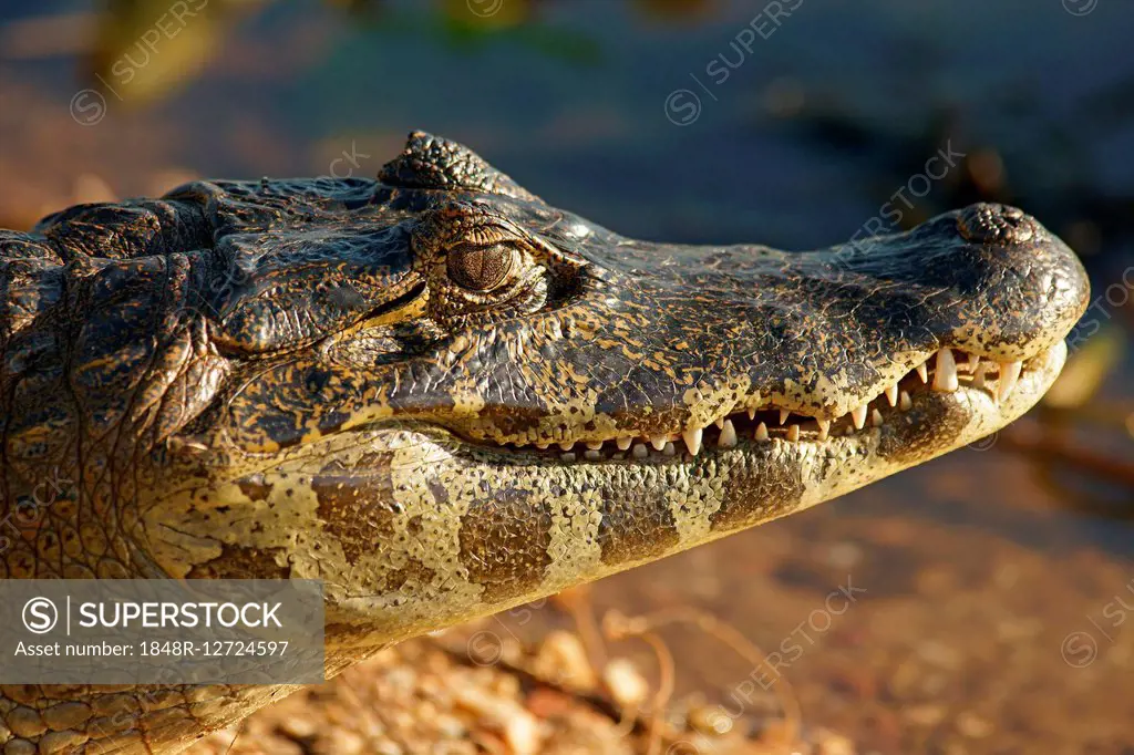 Yacare caiman (Caiman Yacare, Caiman crocodilus yacare), portrait, Pantanal, Brazil