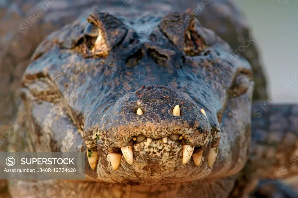 Yacare caiman (Caiman Yacare, Caiman crocodilus yacare) portrait, Pantanal, Brazil