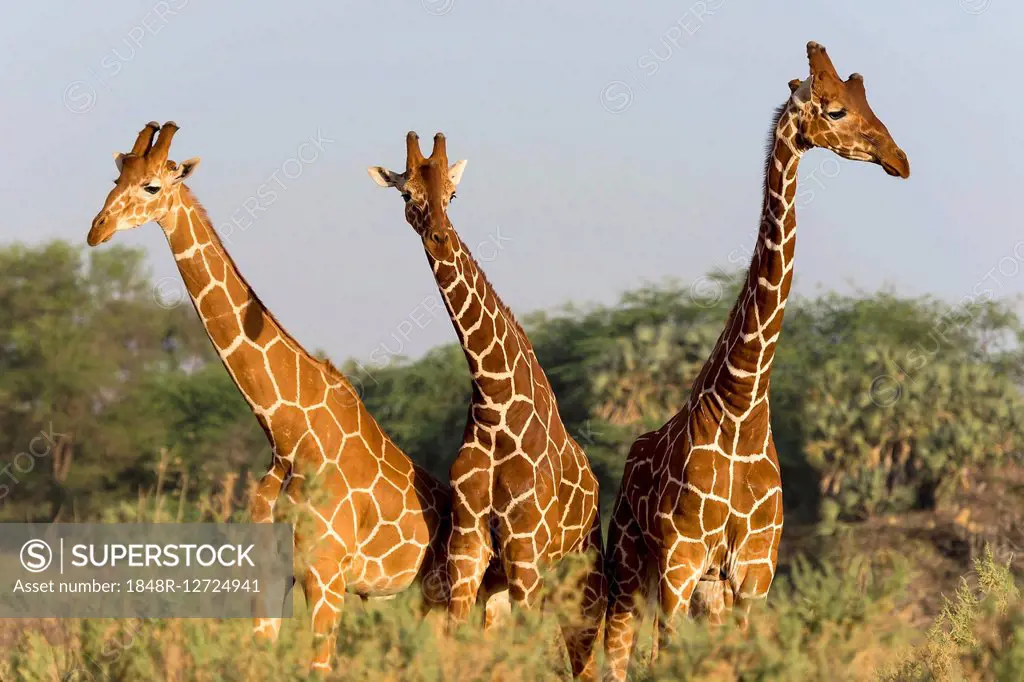 Reticulated giraffes (Giraffa reticulata camelopardalis), Samburu National Reserve, Kenya