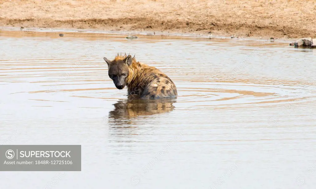 Spotted hyena (Crocuta crocuta) in the water, Etosha National Park, Namibia