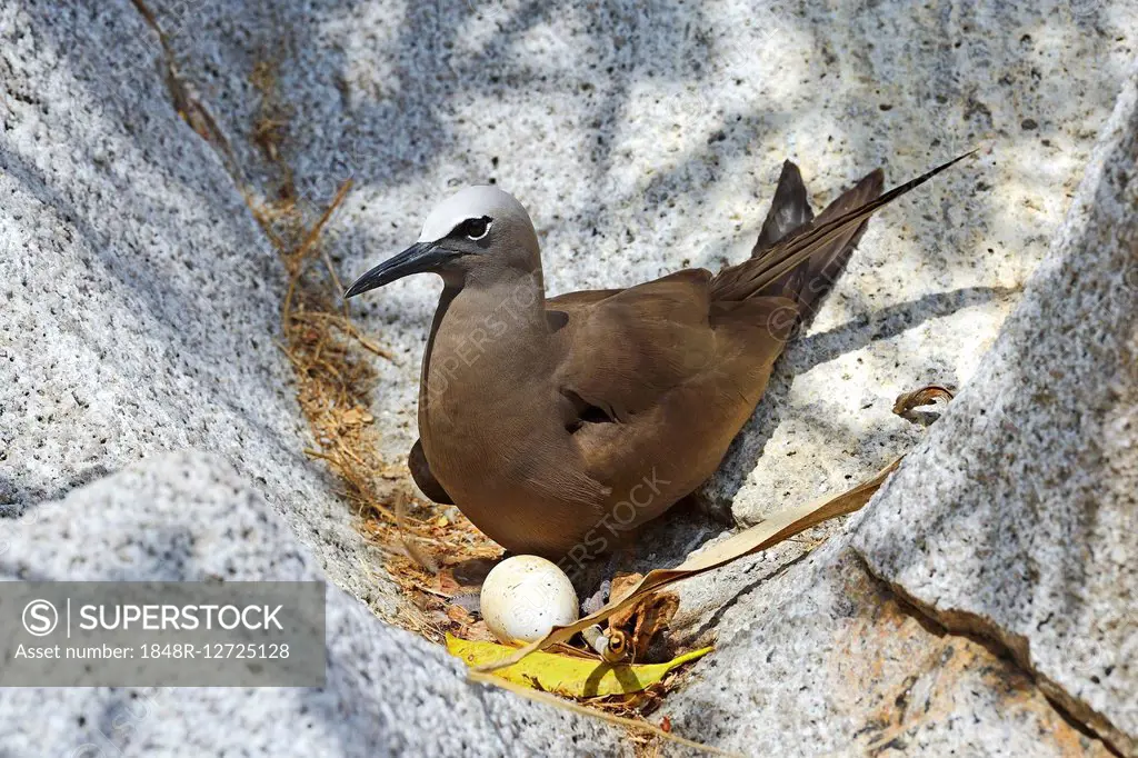 Brown noddy (Anous stolidus), brooding an egg, Cousin island, Seychelles
