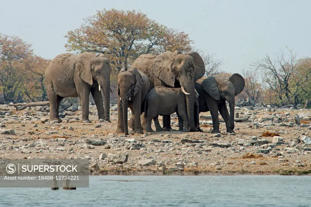 African bush elephants (Loxodonta africana), Etosha National Park, Namibia