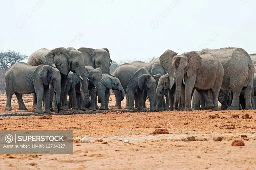 African bush elephants (Loxodonta africana), herd of calves at waterhole, Etosha National Park, Namibia