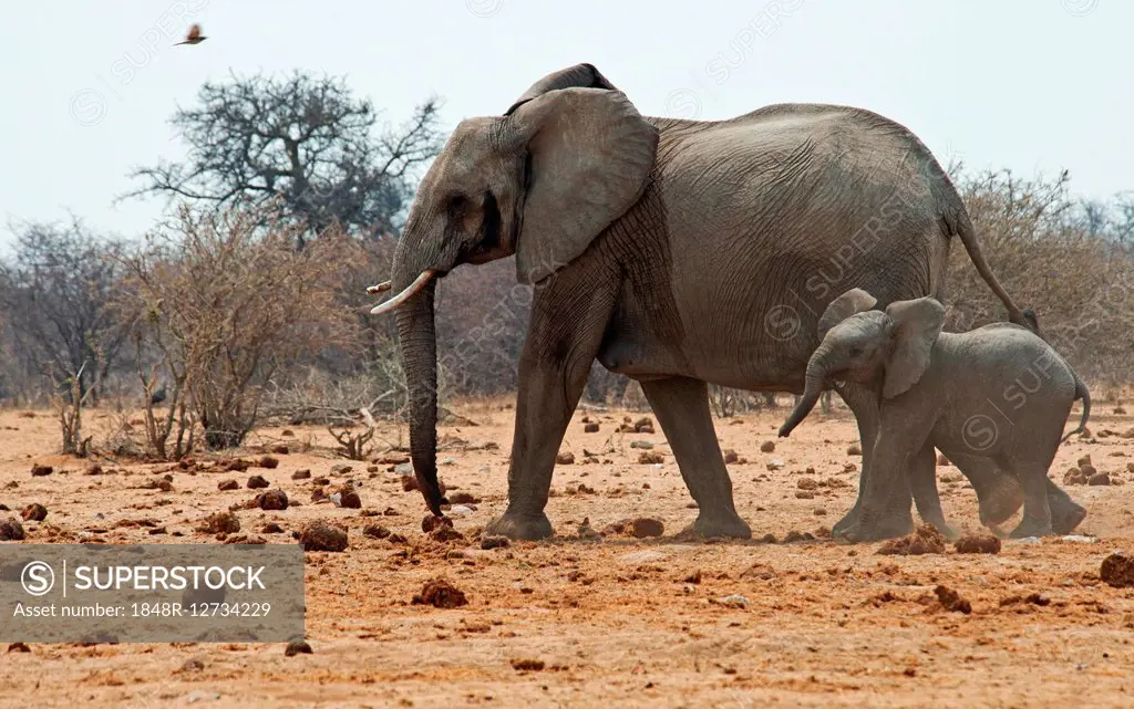 African bush elephants (Loxodonta africana), cow with calf, Etosha National Park, Namibia