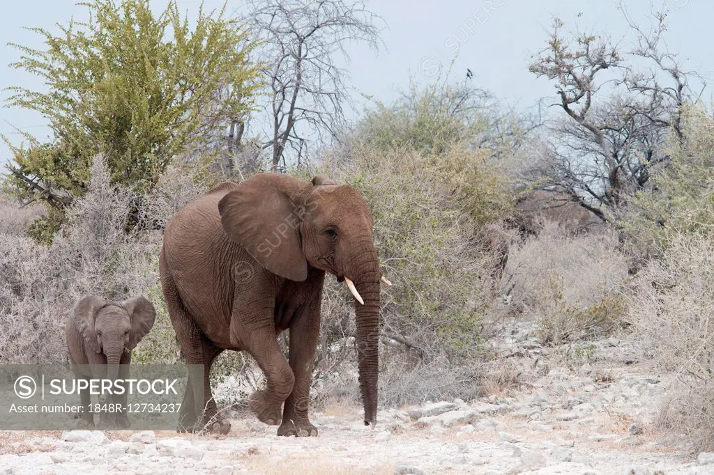African bush elephants (Loxodonta africana), cow with calf, Etosha National Park, Namibia