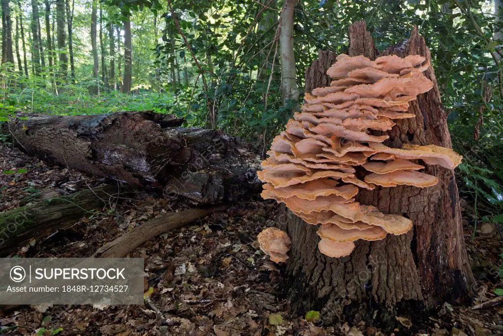 Giant polypore or black-staining polypore (Meripilus giganteus), Drenthe Province, The Netherlands