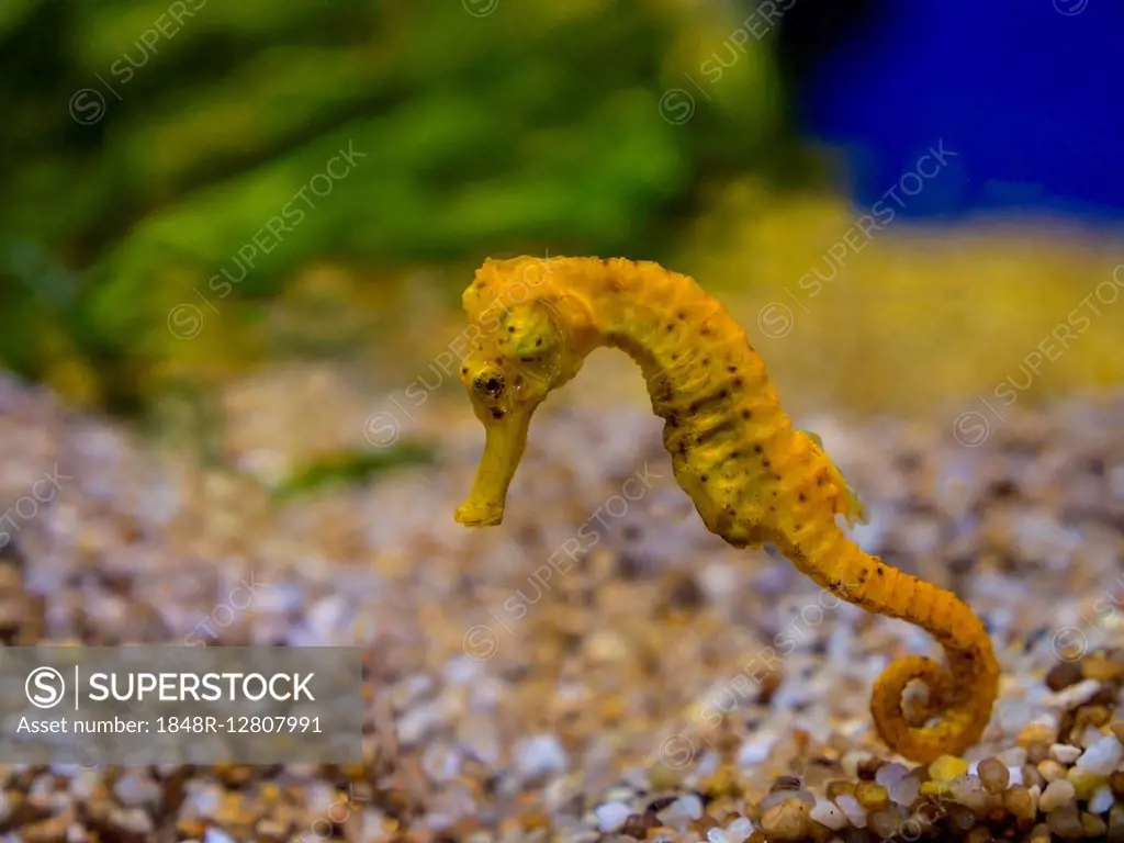 Yellow spiny seahorse or thorny seahorse (Hippocampus histrix), captive