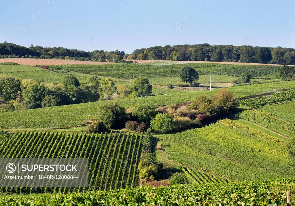 Vineyards near Escherndorf, Volkach, Franconia, Lower Franconia, Franconia, Bavaria, Germany