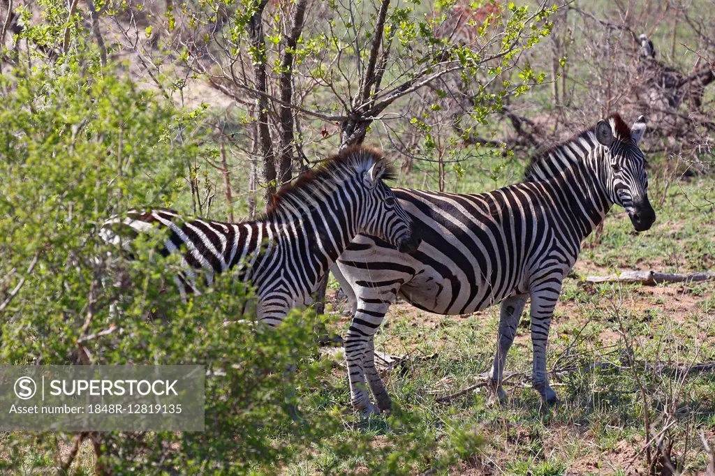 Burchell's zebra (Equus quagga burchelli) in the bush, Kruger National Park, South Africa