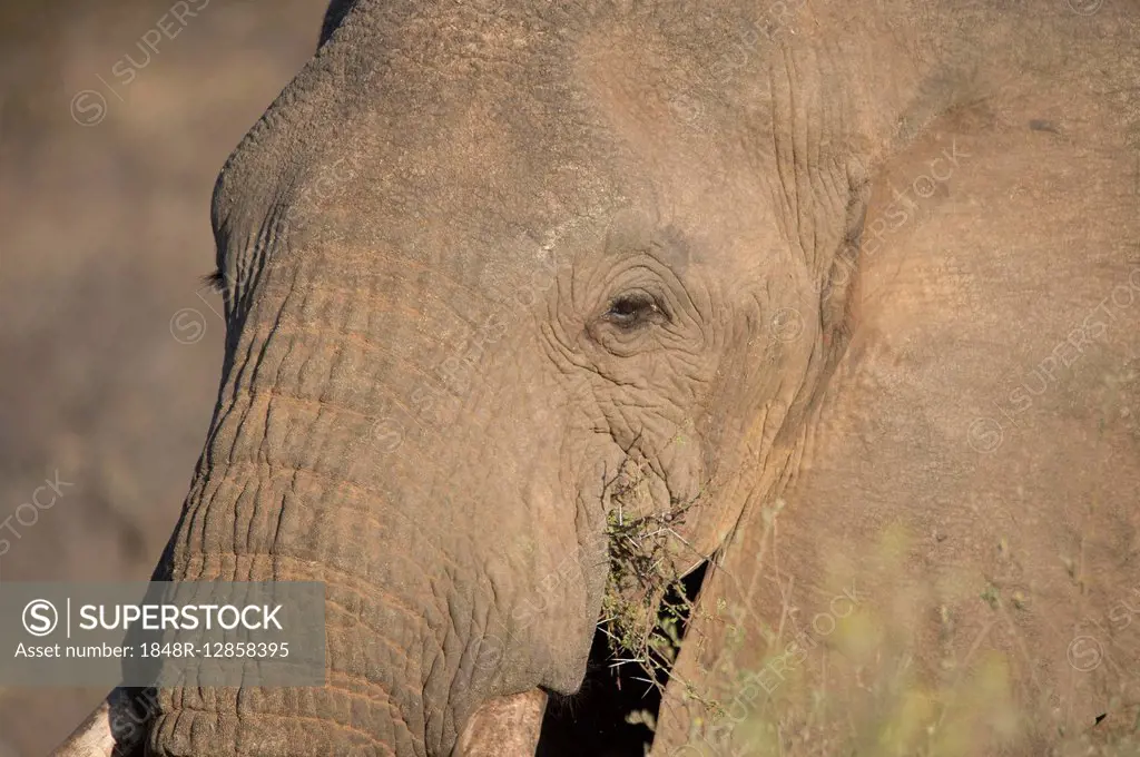 African Elephant (Loxodonta africana), portrait, Tsavo West National Park, Kenya