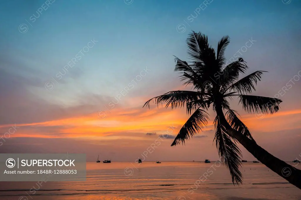 Palm tree at sunset, by the sea, South China Sea, Gulf of Thailand, Koh Tao, Thailand