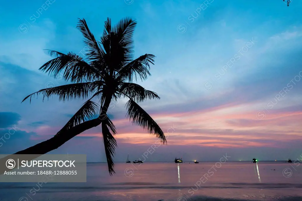 Palm tree at sunset, by the sea, South China Sea, Gulf of Thailand, Koh Tao, Thailand