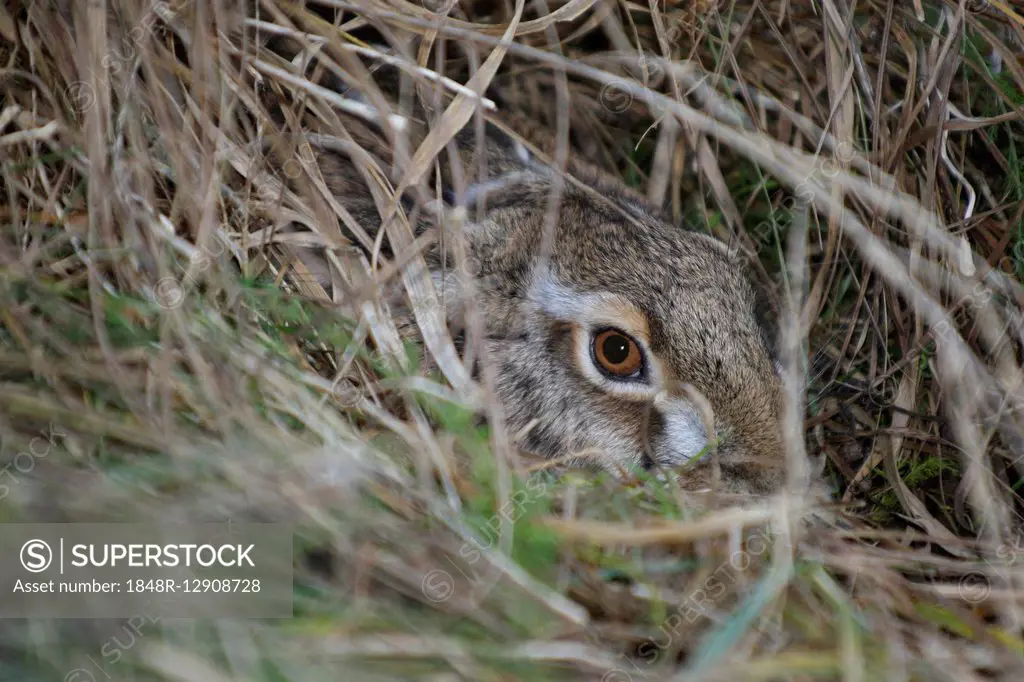 European hare or brown hare (Lepus europaeus) hiding in grass, Lower Austria, Austria