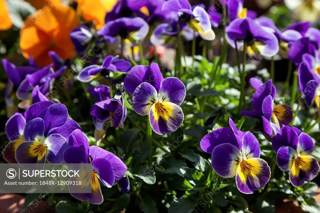 Wild pansy (Viola tricolor), Germany