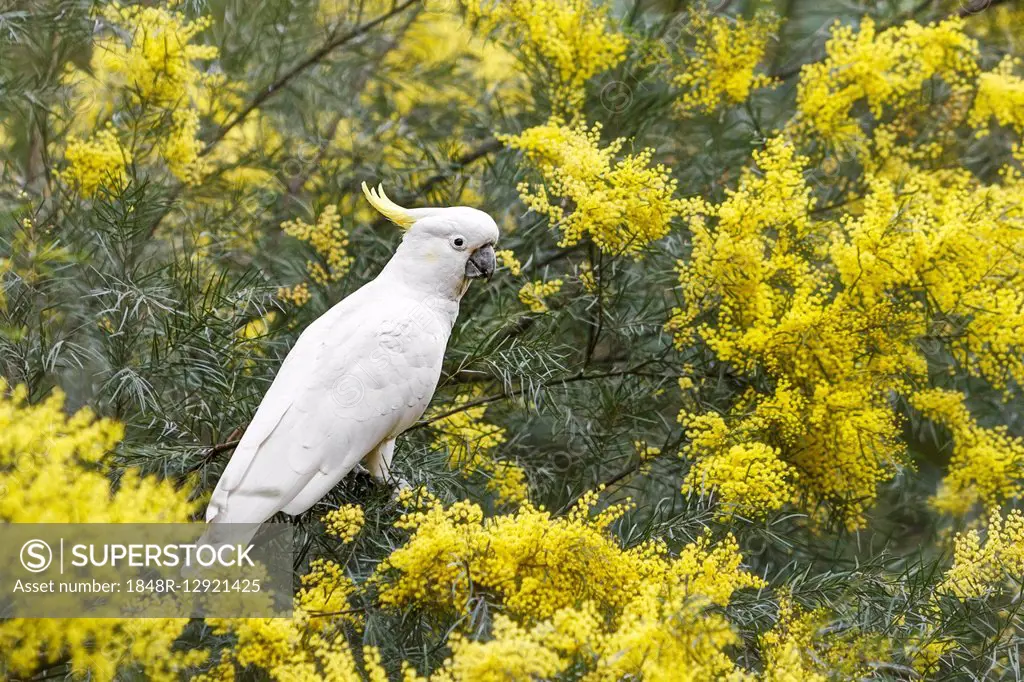 White Cockatoo (Cacatua Alba) sitting in a tree with yellow flowers, Brisbane, Queensland, Australia
