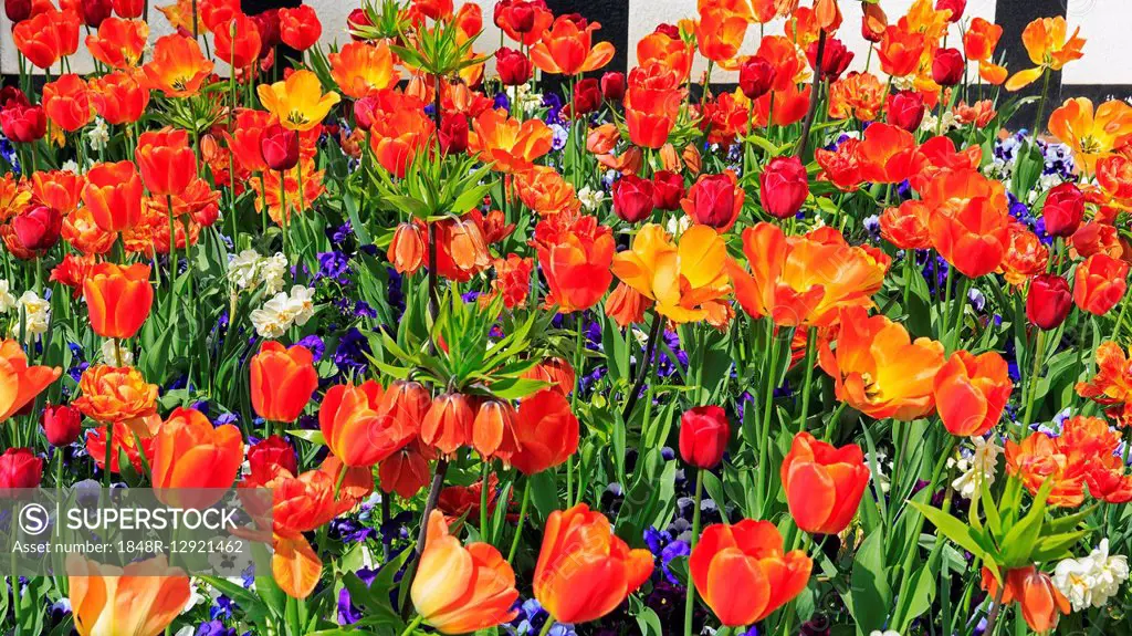 Tulips (Tulipa sp.), pansies (Viola sp.) and daffodils (Narcissus sp.) in flowerbed, Germany