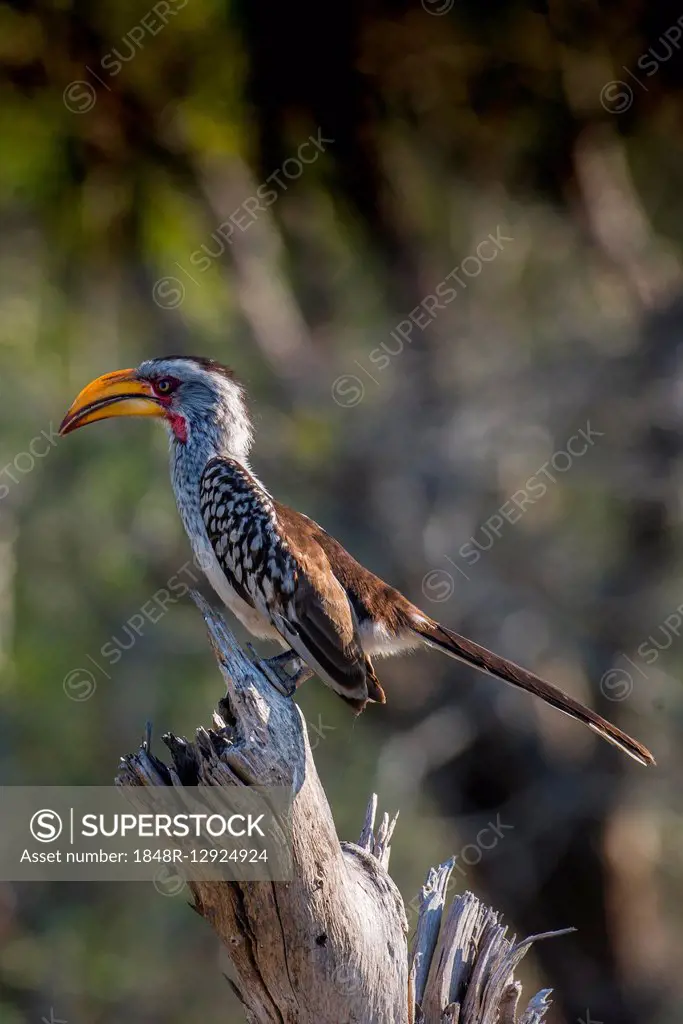 Southern yellow-billed hornbill (Tockus leucomelas), Rattray, Mala Mala Game Reserve, Sabi Sand Game Reserve, Mpumalanga, South Africa