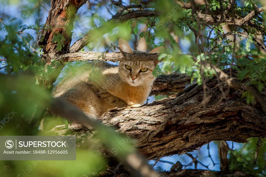 African wildcat (Felis lybica) sitting in tree, Kgalagadi Transfrontier Park, Northern Cape, South Africa
