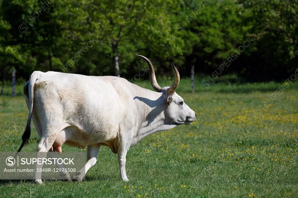 Hungarian Grey cattle (Bos primigenius taurus), cow on pasture, Hungary