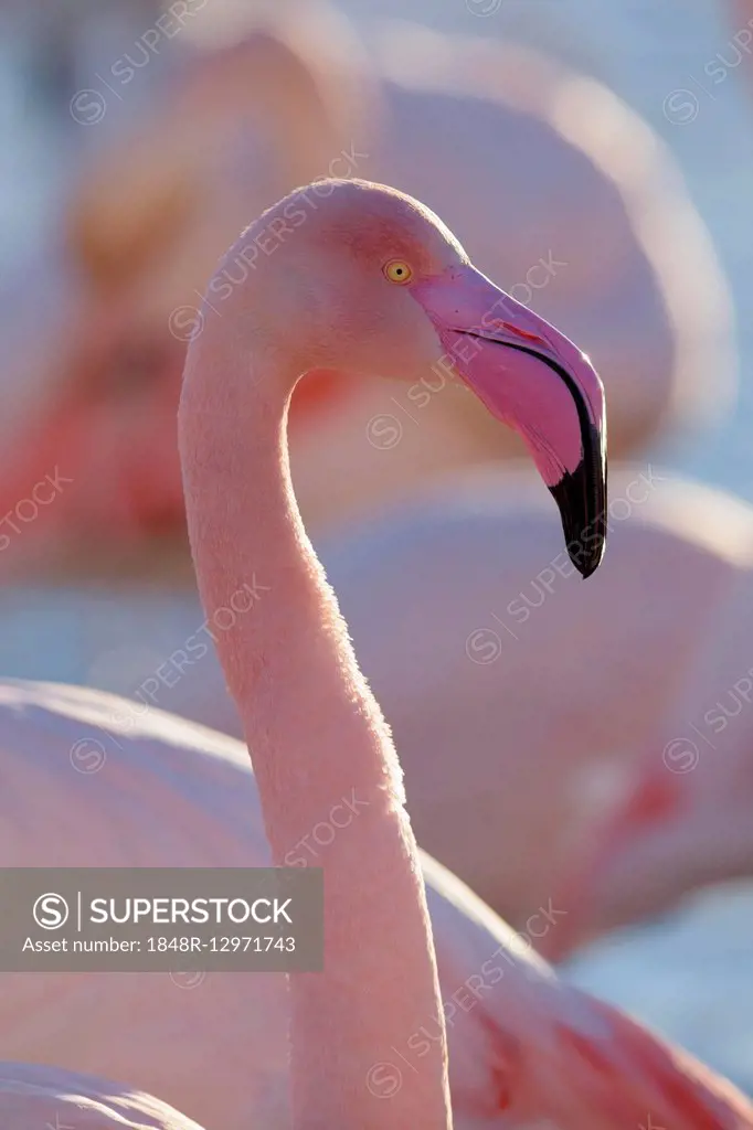 Greater flamingo (Phoenicopterus roseus), portrait, Camargue, Southern France, France