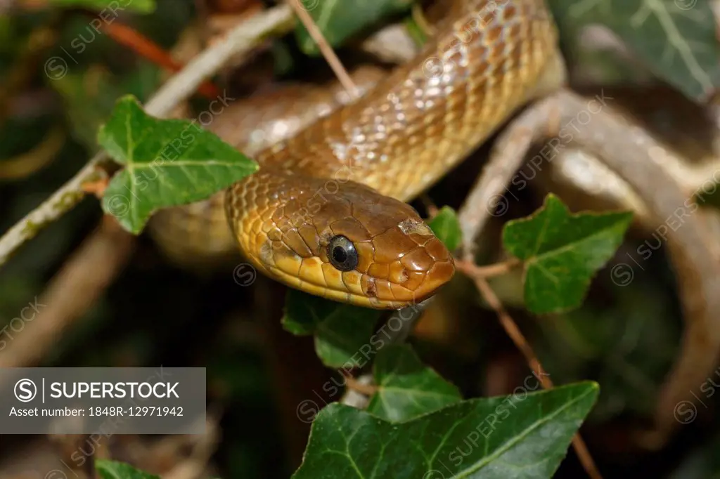 Aesculapian snake (Zamenis longissimus) ivy, Balaton Uplands National Park, Lake Balaton, Hungary