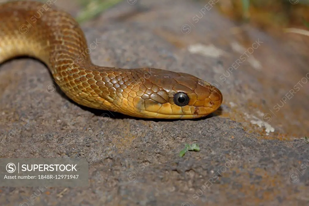 Aesculapian snake (Zamenis longissimus), Balaton Uplands National Park, Lake Balaton, Hungary
