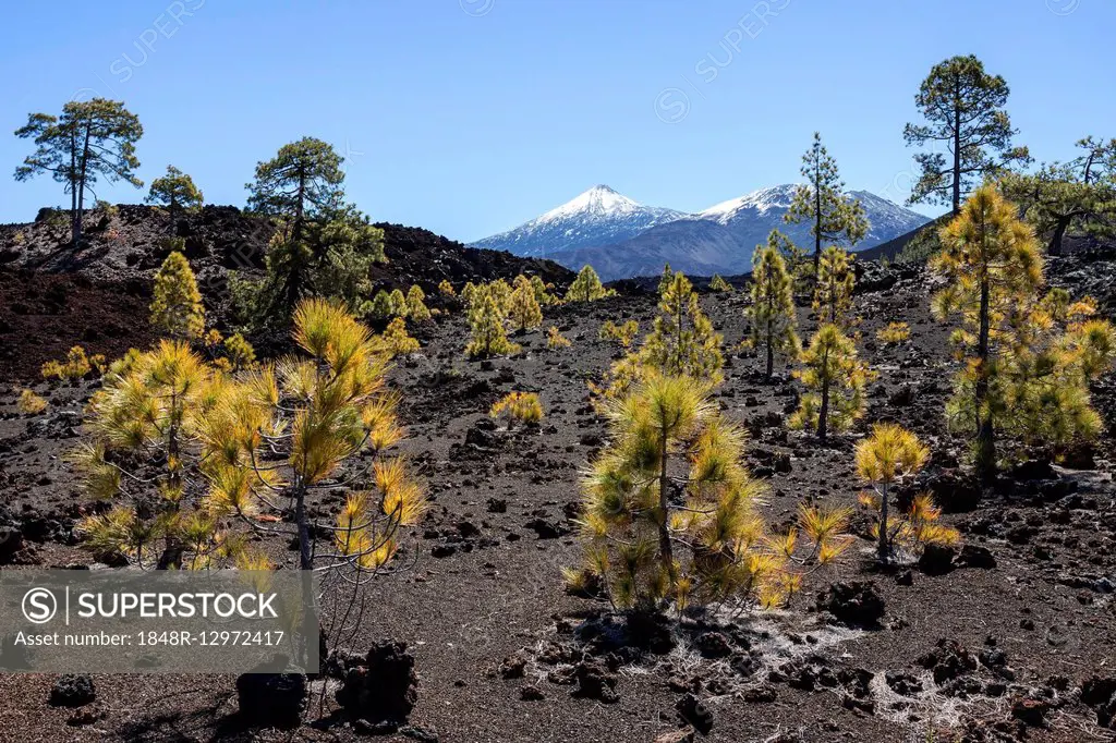 Canary pines (Pinus canariensis) in volcanic landscape, behind the snow-capped Pico del Teide and Pico Viejo, Teide National Park, UNESCO World Herita...