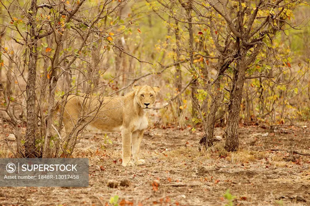 Lioness (Panthera Leo) standing between bushes, camouflaged, Kruger National Park, South Africa