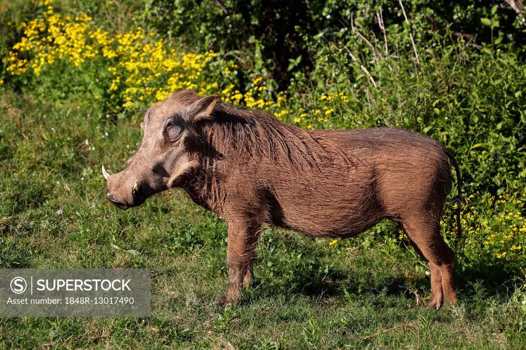 Common warthog (Phacochoerus africanus), male, Addo Elephant National Park, Eastern Cape, South Africa