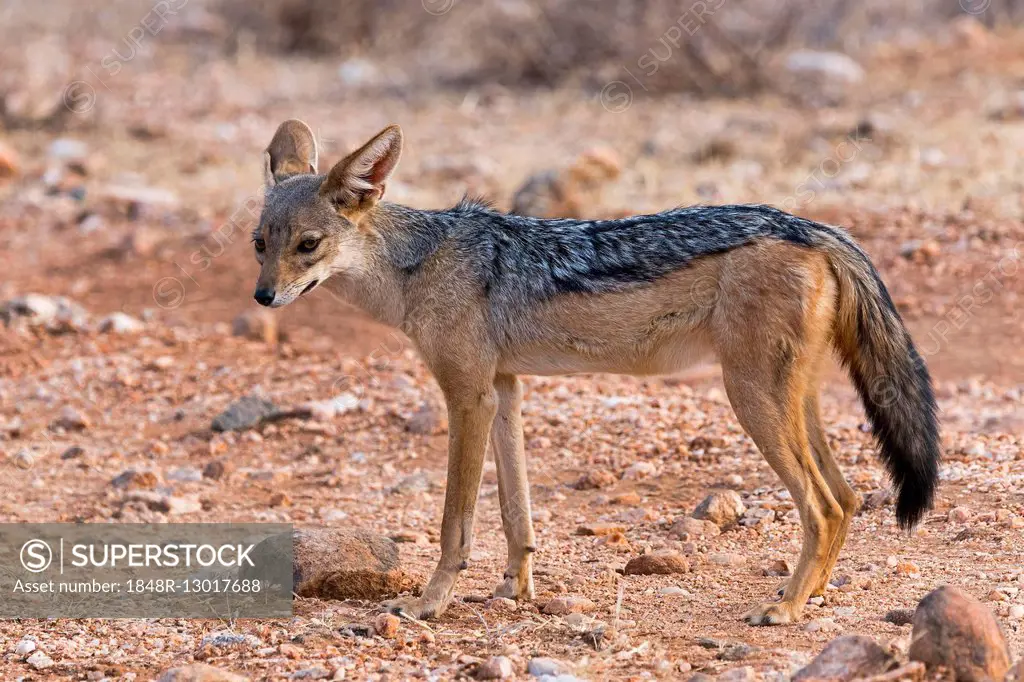 Black-backed jackal (Canis mesomelas), Samburu National Reserve, Kenya