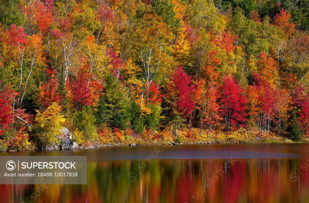 Small pond, early autumn colours, Eastern Townships, West Bolton, Quebec, Canada