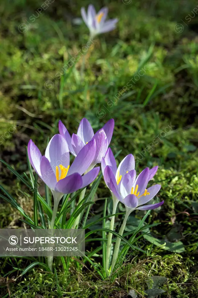 Crocus (Crocus), flowers, purple, Baden-Württemberg, Germany