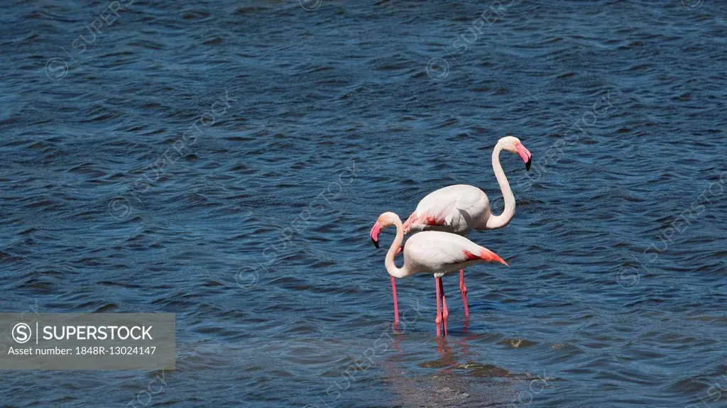Greater flamingos (Phoenicopterus roseus) standing in water, Sardinia, Italy