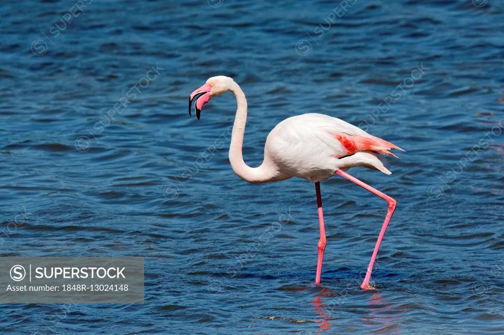 Greater flamingo (Phoenicopterus roseus) in the water, Sardinia, Italy