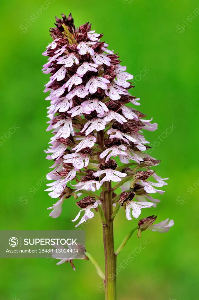 Lady Orchid (Orchis purpurea), orchid, Inflorescence, North Rhine-Westphalia, Germany