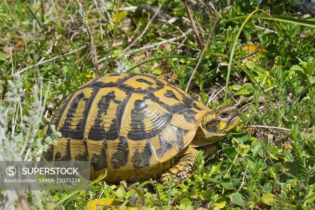 Hermann's Tortoise (Testudo hermanni), Argentiera, Sardinia, Italy